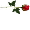 Flowers 22