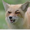 Fox Reacts 25
