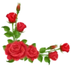 Flowers 23