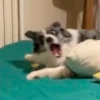 Dog_Grace_Collie 14