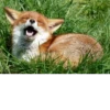 Fox Reacts 26