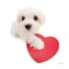 Friendly dogs 27