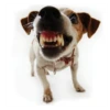 Friendly dogs 28