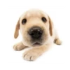 Friendly dogs 29