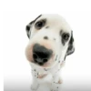 Friendly dogs 30