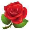 Flowers 25
