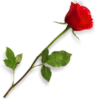 Flowers 26