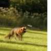 heCK