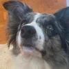 Dog_Grace_Collie 15