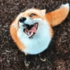 Fox Reacts 28