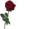 Flowers 29
