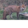Fox Reacts 29