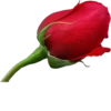Flowers 30