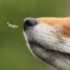 *snif⭑*