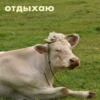 wow_cow 5