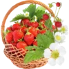 Fruit & Veg Gifts @PunjabiSticker 12