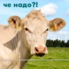 wow_cow 6