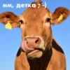 wow_cow 8