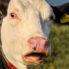 wow_cow 9
