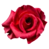 Flowers for Lovely Girl @stickerus 15