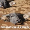 wow_cow 10