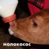 wow_cow 12