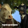 wow_cow 13