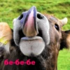 wow_cow 14