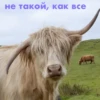 wow_cow 17