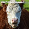 wow_cow 18