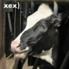 wow_cow 19
