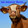 wow_cow 20