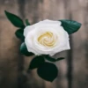 WHITEROSE 18