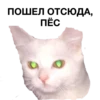 zalupa_kitty 5