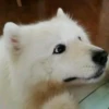 Sad Yeds 6