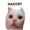 zalupa_kitty 10