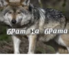 Волк за брата 7