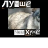 Волк за брата 8