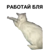 zalupa_kitty 11