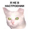 zalupa_kitty 12