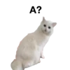 zalupa_kitty 14