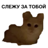 zalupa_kitty 16