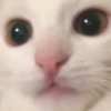 zalupa_kitty 17