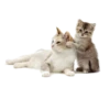 Lovelycats 5