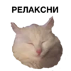 zalupa_kitty 20