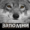 Волк за брата 14