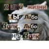 Волк за брата 15