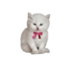Lovelycats 6
