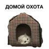 zalupa_kitty 24