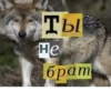 Волк за брата 18